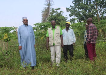 AGRICULTURE : LE PRÉSIDENT DE LA FOMASYL DANS SON CHAMP À à KONDEYA KINDIA